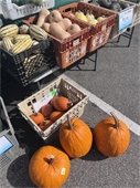 Pumpkins from the Champlin Farmers Market