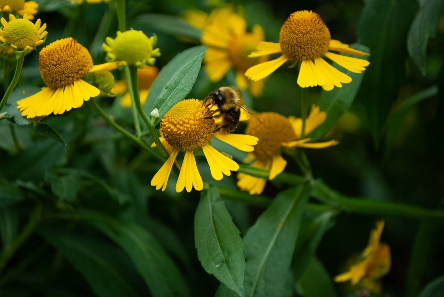Bumblebee on Flower