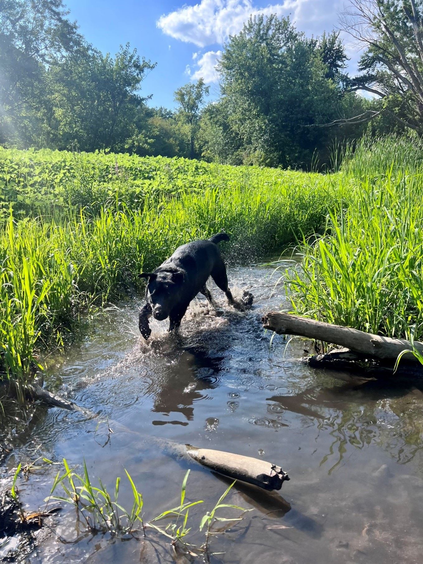 Dog running in a flowing creek
