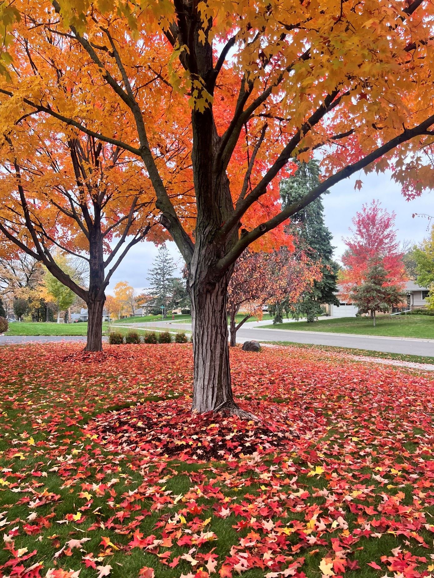 Tree Dropping Leaves