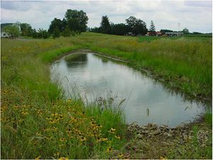 Small stormwater pond surrounded by vegetation near homes. 