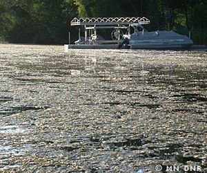 filamentous algae covering a lake, blobs of green aquatic plant matter.